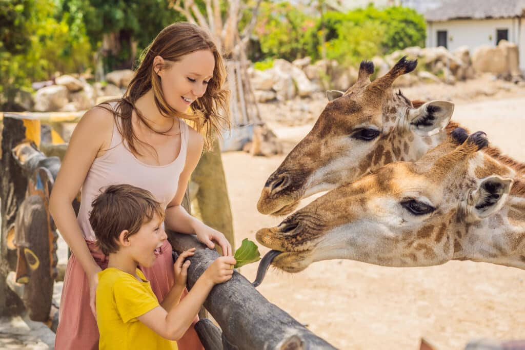 mama i syn karmią żyrafę