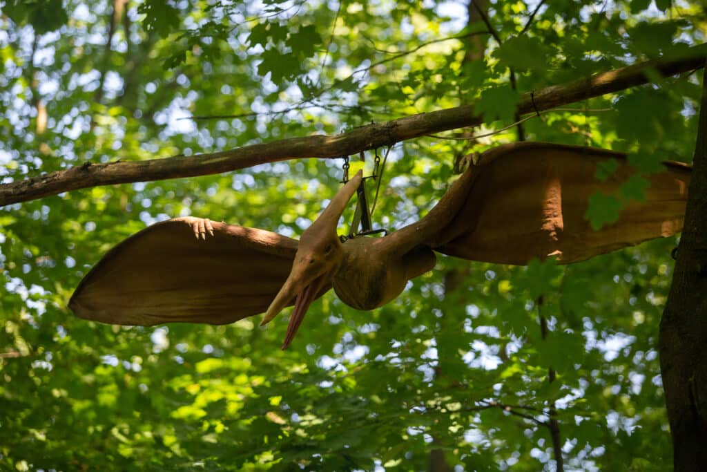 Pteranodon